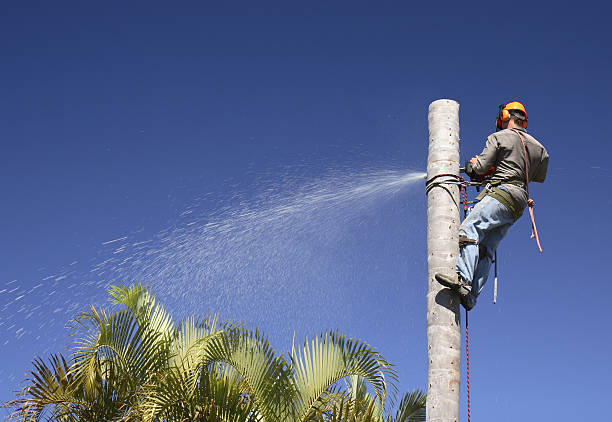 How Our Tree Care Process Works  in  Dunean, SC